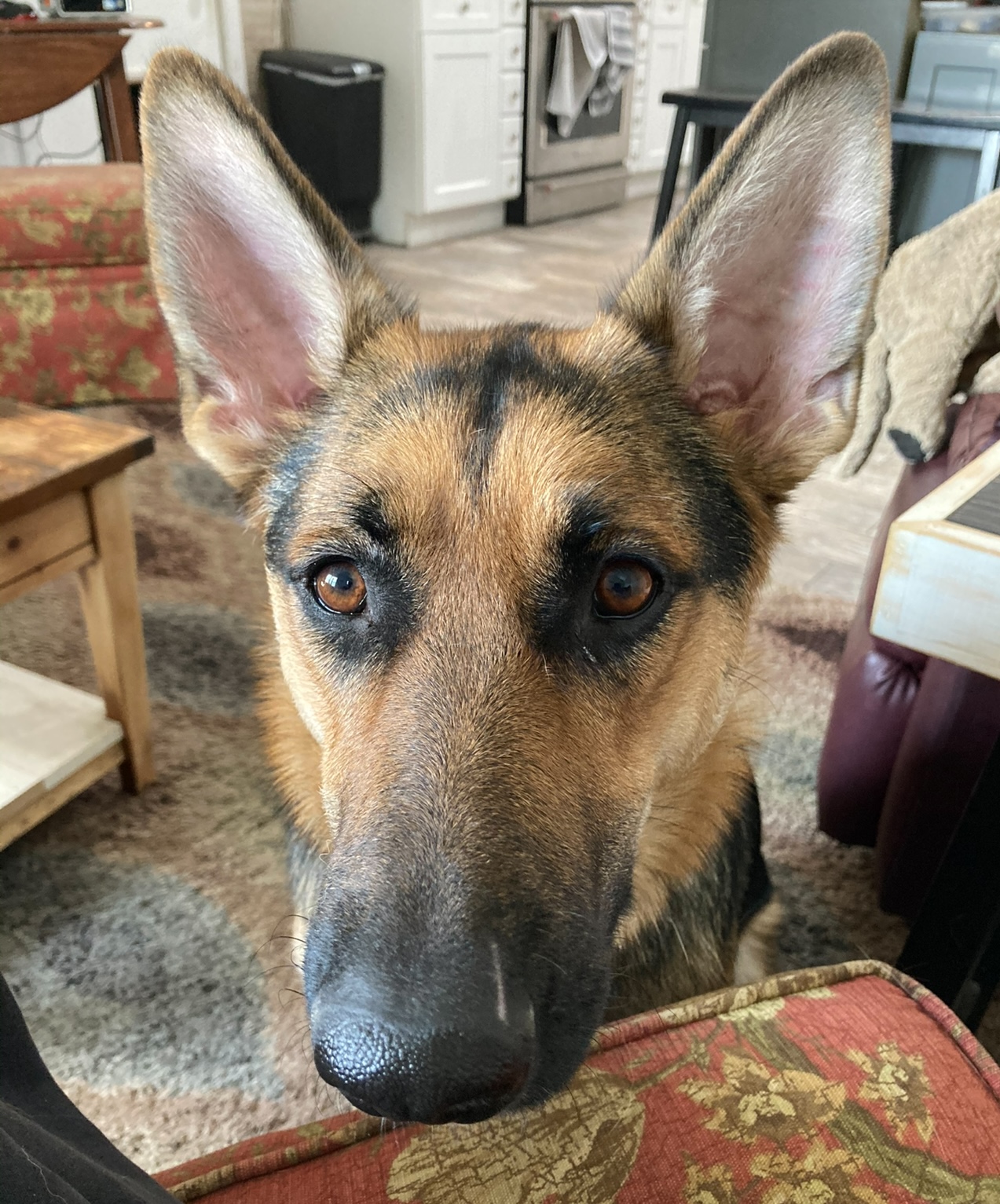 Mollie, Maddie & Dee